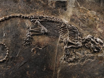 A time capsule of life in the Eocene: Ailuravus, a three-foot-long, squirrel-like rodent
