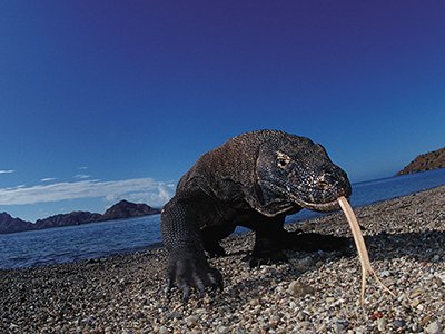 Previously off the beaten path, Komodo island is now one of Indonesia’s most popular travel destinations.
