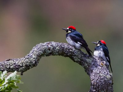 Male acorn woodpeckers, like the one on the left, have more offspring over their lives when they’re polygamous, according to new research.