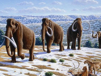 Researchers believe woolly mammoths walked into North America 100,000 years ago.