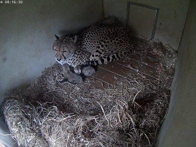 Amani, the mother, with her two cubs born October 3.&nbsp;