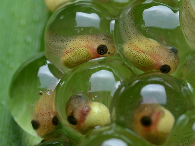Researchers found that tadpole embryos were better able to fight off infection when their cells' natural electrical charge was manipulated.